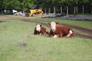 Cows supervising work at the abbey 2024